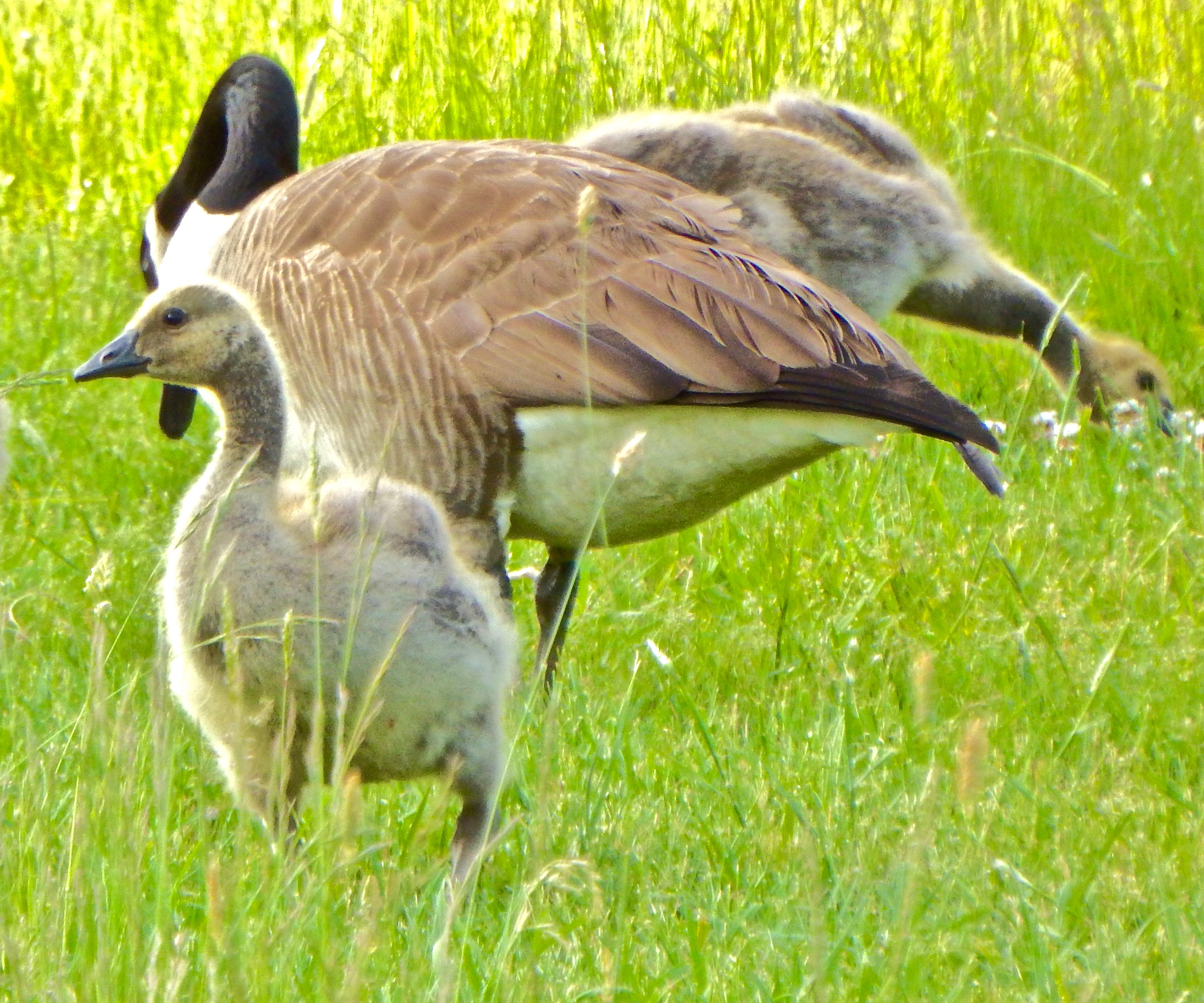 Best Geese – From My Window
