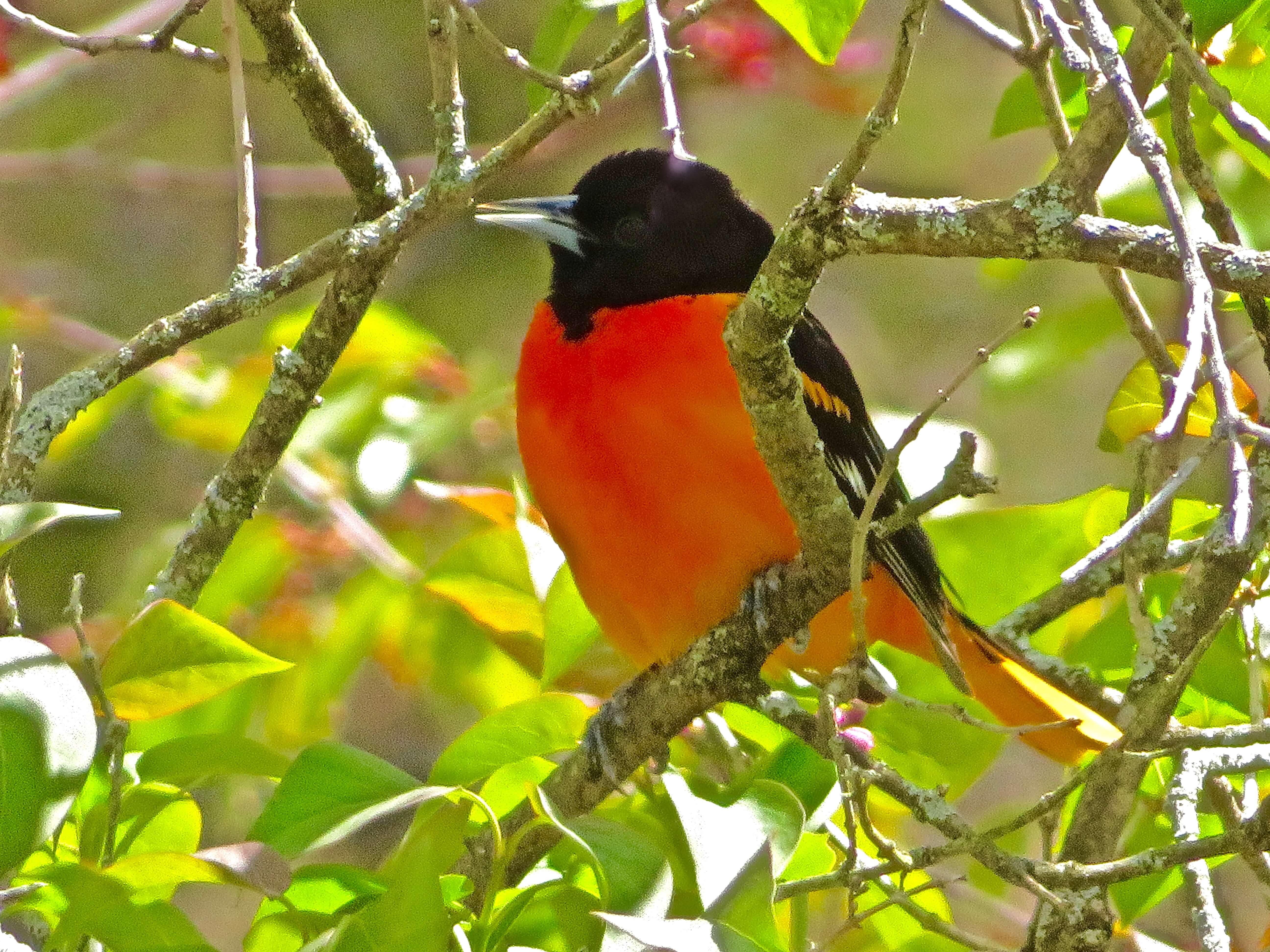 Oriole Arrival, Part 2 â From My Window