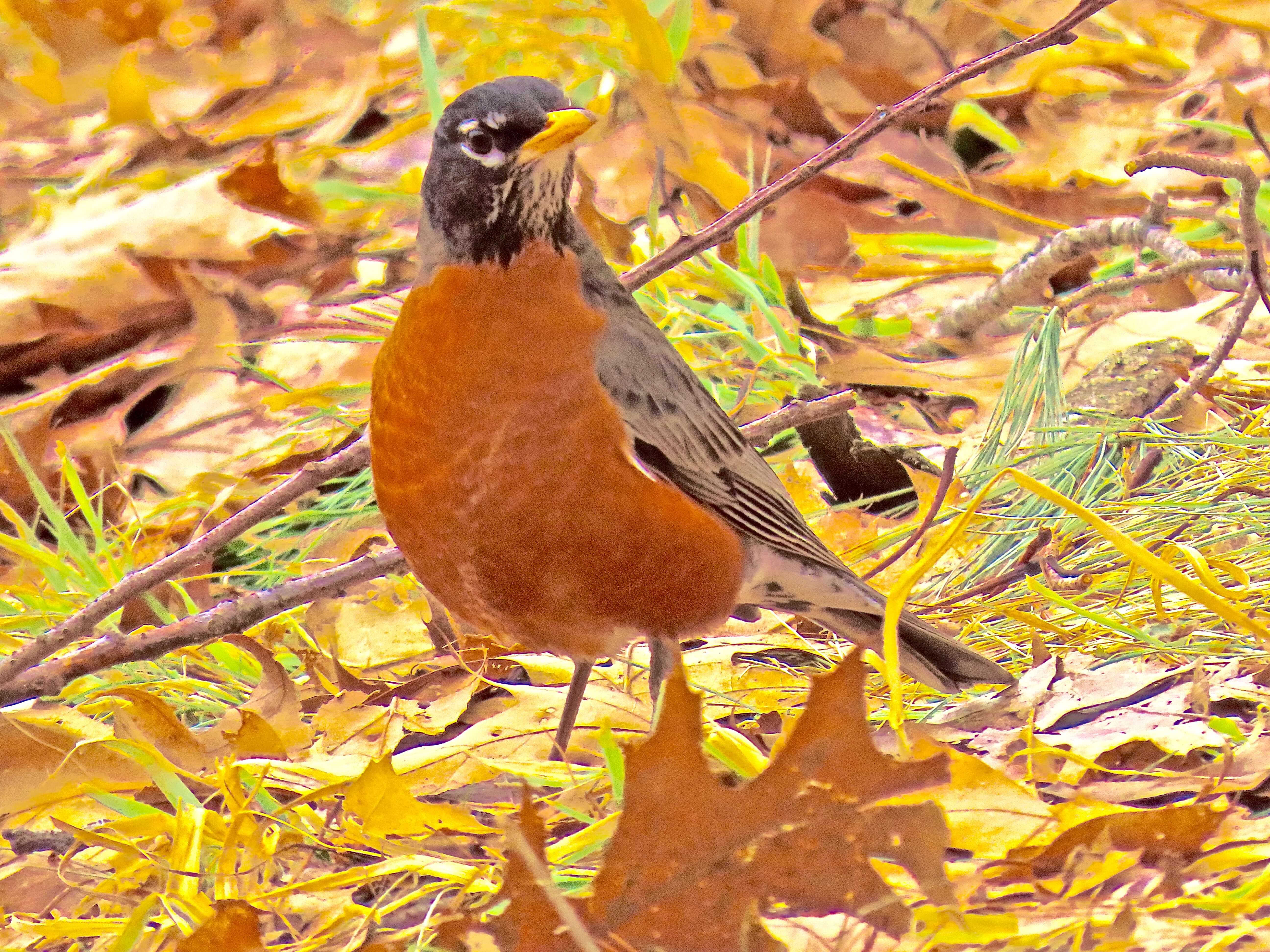 Spring Fling – From My Window