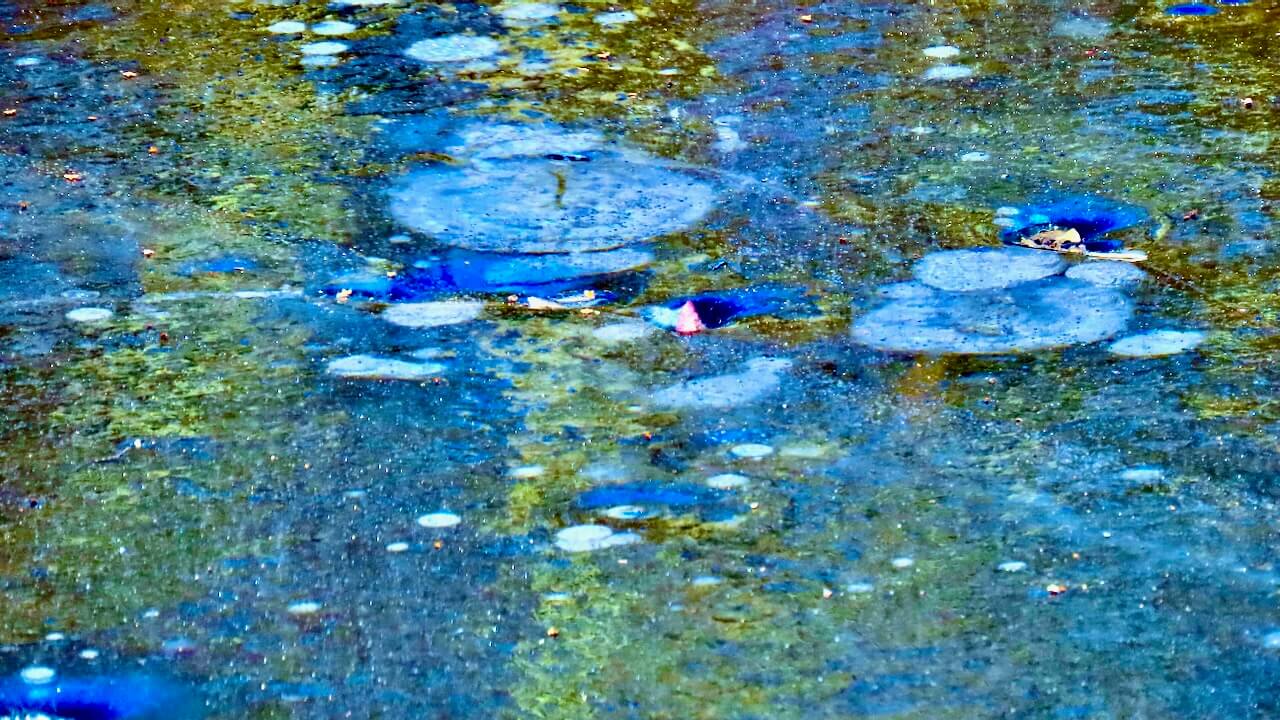 Monet's Ice Capades – From My Window